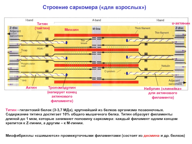 Саркомер рисунок физиология