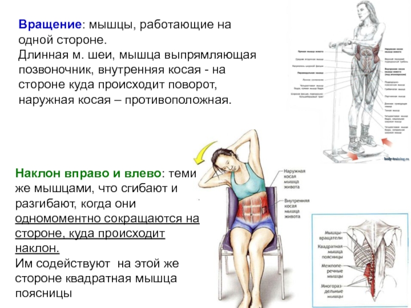 Не разгибая спины. Наклоны вправо влево задействованные мышцы. Введение в мышечную систему. Наклоны вправо и влево какие мышцы работают. При повороте влево болит в спине.