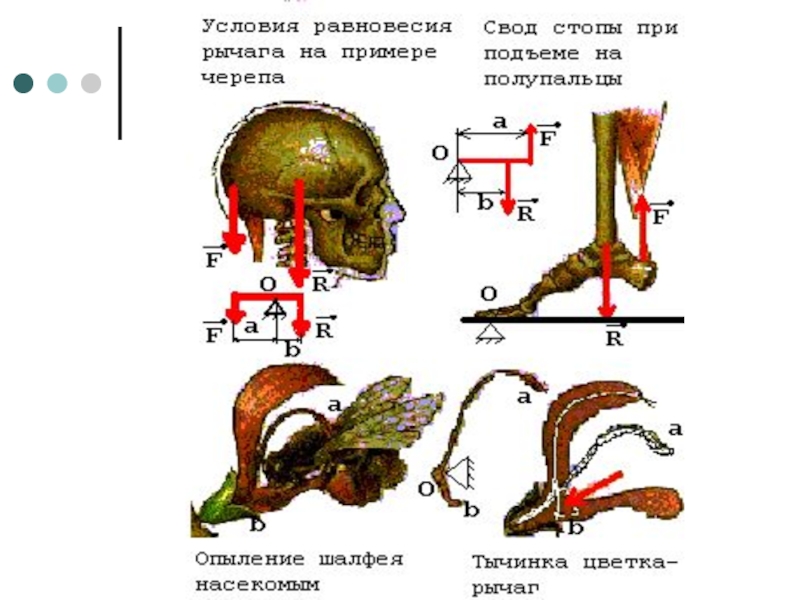 Рычаги в живой природе картинки