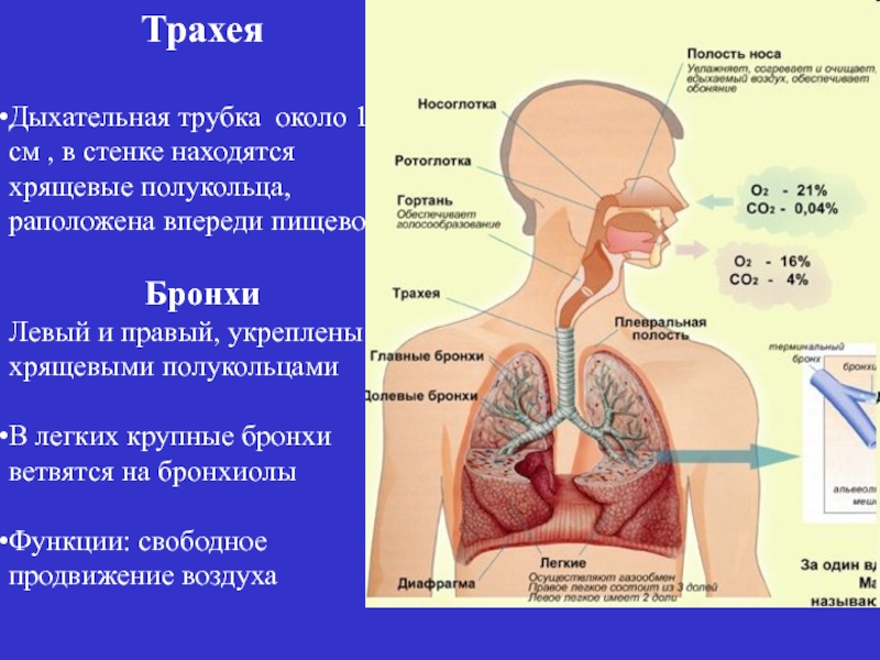 Трахея у человека фото