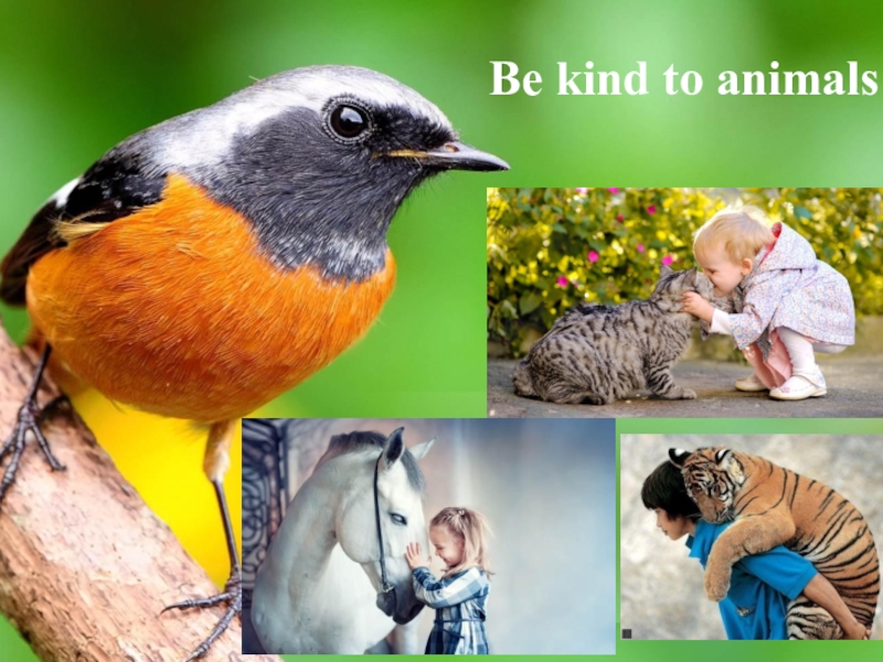 Kind to animals. Be kind to animals. Be kind for animals.