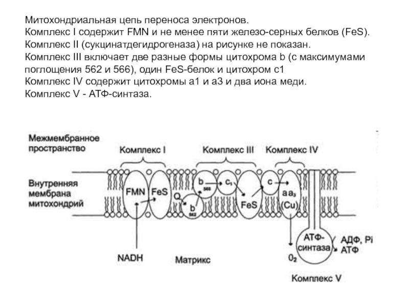 Дыхательная цепь митохондрий схема