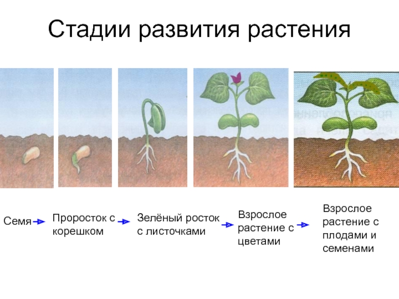 Определите последовательность развития растения. Этапы развития растений. Стадии развития растений. Семя проросток взрослое растение. Этапы развития от семени до взрослого растения.