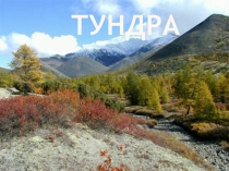 Тундра 4 класс.