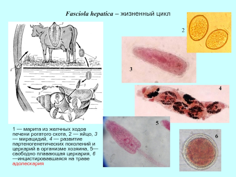 Жизненный цикл fasciola hepatica схема