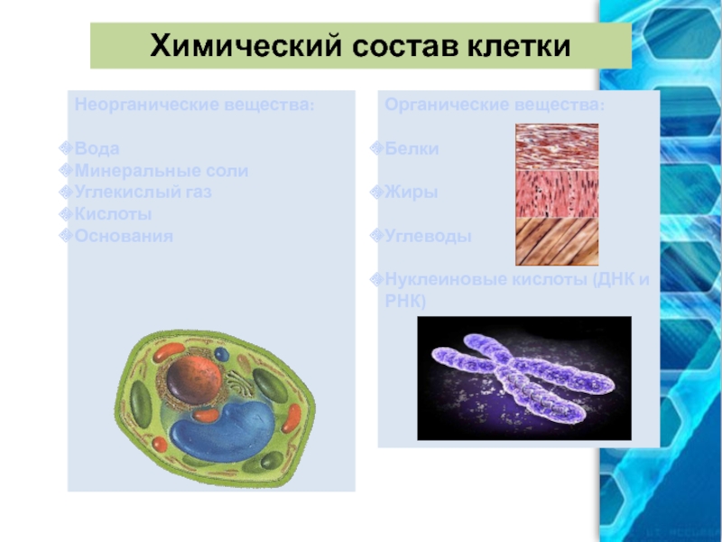 Химическая клетка. Состав клетки.