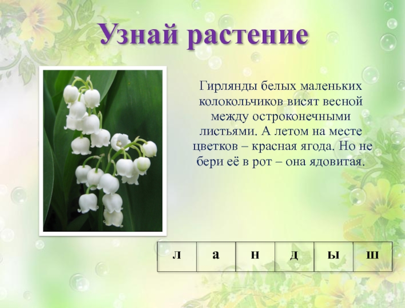 О каком цветке идет речь. Гирлянды белых маленьких колокольчиков висят весной между большими. Растение - гирлянды белых маленьких колокольчиков висят весной. Гирлянды маленьких колокольчиков висят весной. Гирлянды белых маленьких колокольчиков висят.