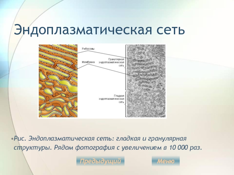 Какая структура клетки изображена на рисунке эндоплазматическая сеть