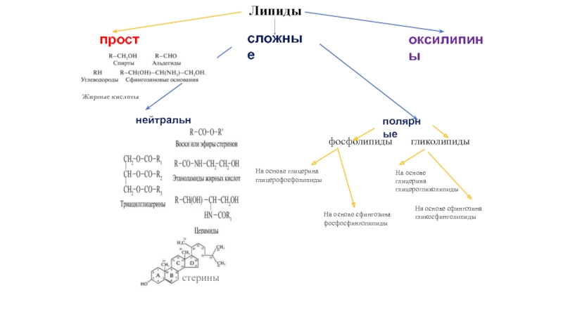 Липиды
простые
сложные
оксилипины
нейтральные
полярные
стерины
Жирные