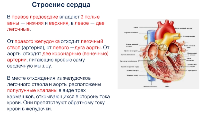 3 в левое предсердие впадают. Левое предсердие левый желудочек легочный ствол. Нижняя полая Вена правое предсердие анатомия. Сосуды впадающие в правое предсердие. Легочные вены отходят от правого желудочка.