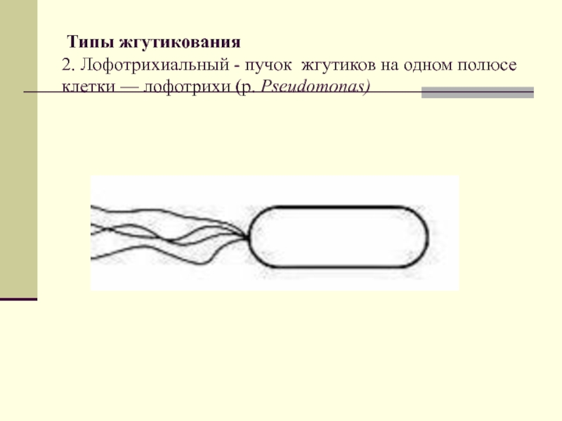 Лофотрихи бактерии. Субапикальный жгутик. Лофотрихи рисунок. Бактерии со жгутиками и ресничками. Типы жгутикования клеток.