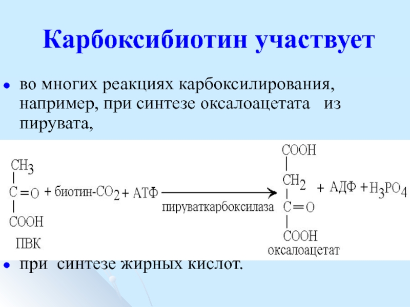 Принимает участие в синтезе. Биотин реакции карбоксилирования. Карбоксилирование кофермент. Реакция образования карбоксибиотина. Витамин н реакция карбоксилирования.