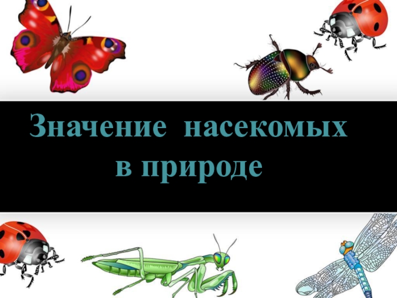 Презентация Кто такие насекомые?