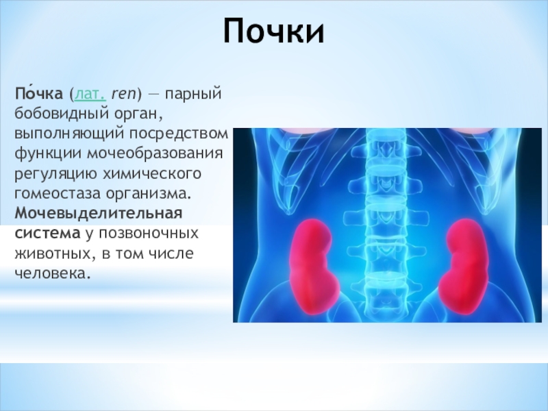 Выберите описание почек парный орган бобовидной формы. Бобовидная форма почки.