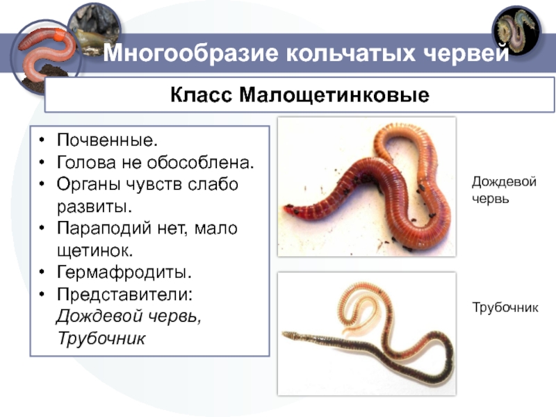Кольчатые черви группа организмов. Дождевые черви класс Малощетинковые. Малощетинковые кольчатые черви. Класс Малощетинковые черви представители типа. Представители малощетинковых червей представители.