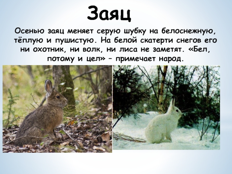 Заяц меняет шубку. Заяц меняет шубку весной. Заяц меняет шубку на зиму. Заяц зимой и летом. Зайцы зимой живут возле деревни впр ответы