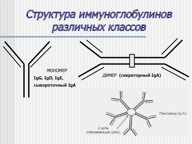 Образование иммуноглобулинов