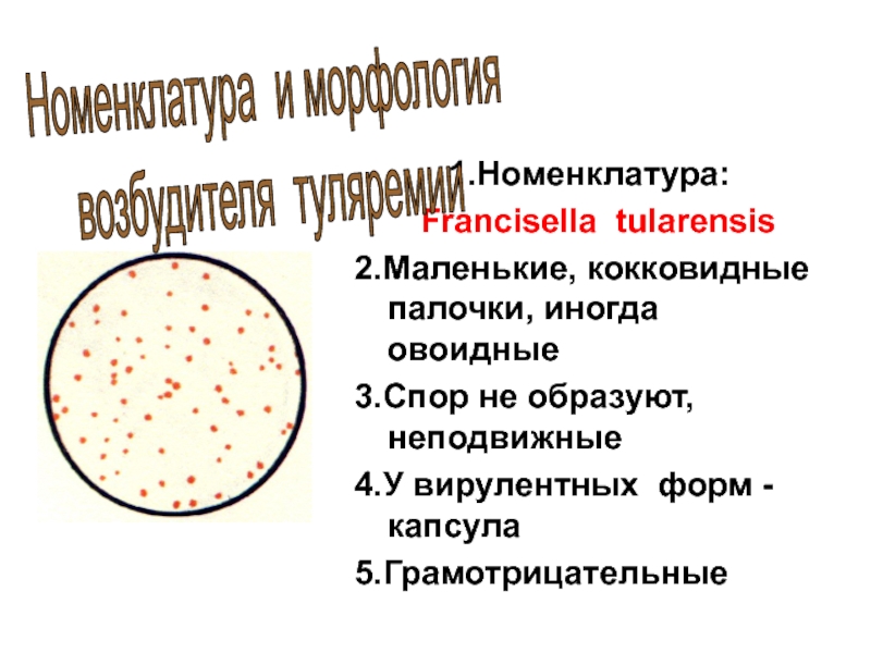 1.Номенклатура:
Francisella tularensis
2.Маленькие, кокковидные палочки, иногда