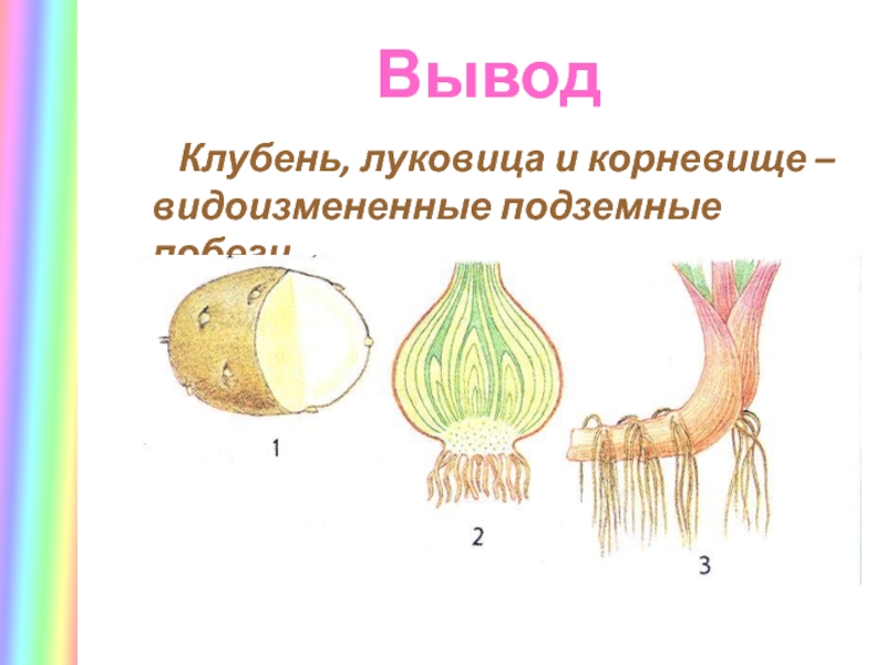 Видоизмененный побег корневище