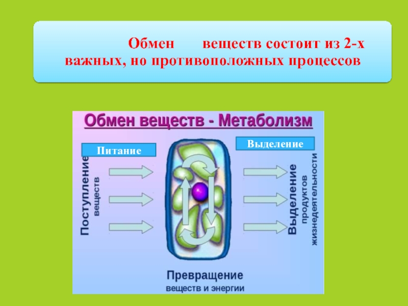 Питание выделение. Обмен веществ состоит. Питание и выделение. Метаболизм состоит из процессов. 