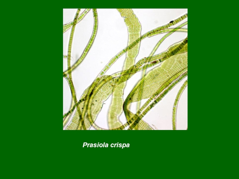 4 отдела водорослей. Prasiola водоросль. Prasiola. Род Prasiola.