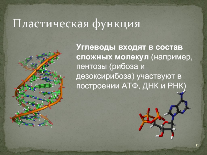 Пластическая функцияУглеводы входят в состав сложных молекул (например, пентозы (рибоза и дезоксирибоза) участвуют в построении АТФ, ДНК