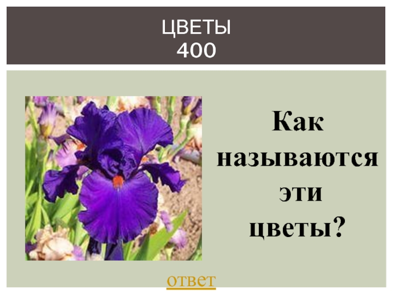 400 цветов. Как называется будущий цветок ответ. Найдите 8 названий цветов ответ.