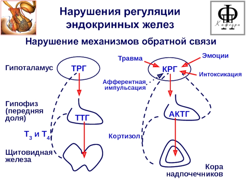 Щитовидная железа патофизиология презентация - 83 фото