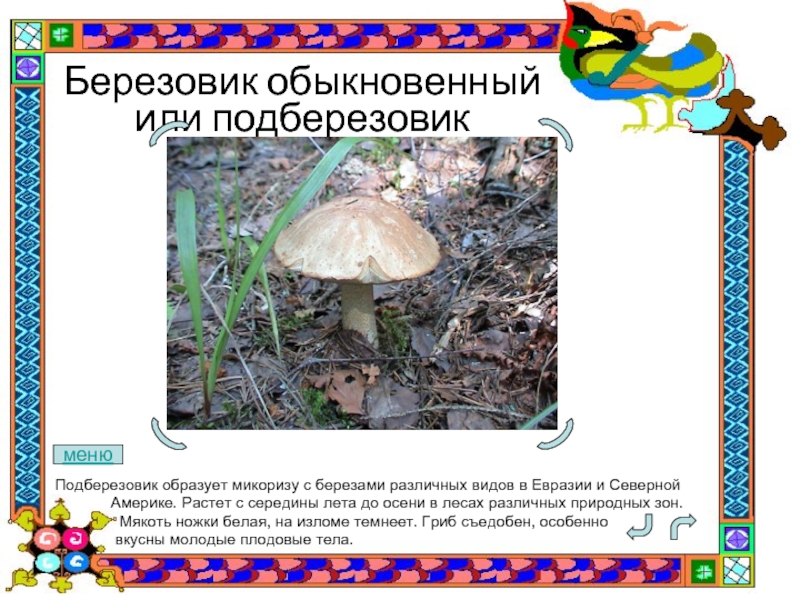 Березовик обыкновенный или подберезовикПодберезовик образует микоризу с березами различных видов в Евразии и Северной