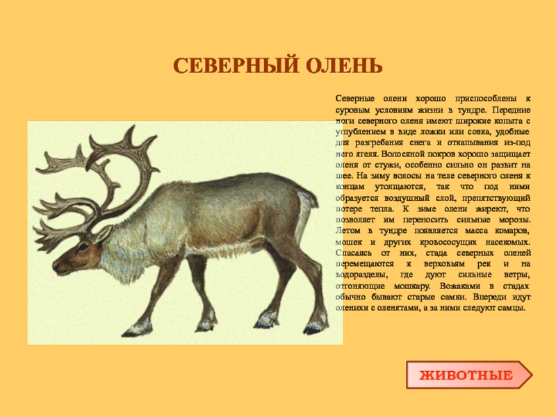 Как приспособились животные к жизни тундры. Северный олень копыта тундра. Масса Северного оленя.