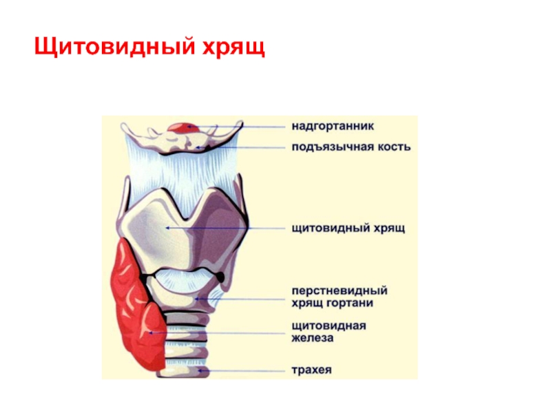 Перстневидный хрящ фото