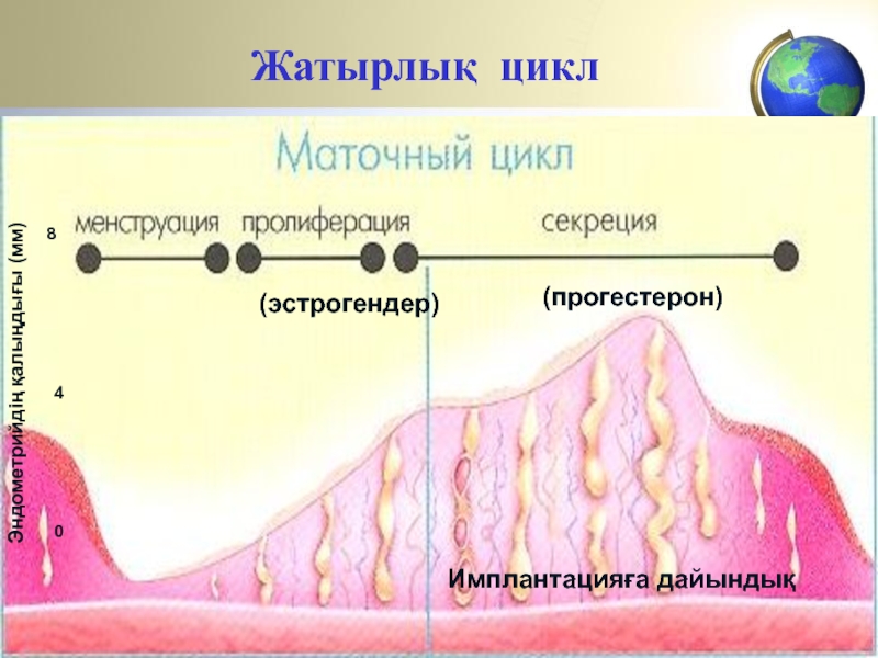 Жатырлық циклИмплантацияға дайындық(эстрогендер)(прогестерон)Эндометрийдің қалыңдығы (мм)048