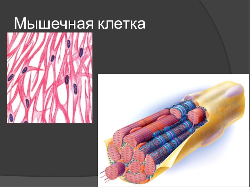 Мышечная клетка. Строение клетки мышечной ткани. Структуры мышечной клетки. Мышечная клетка человека.