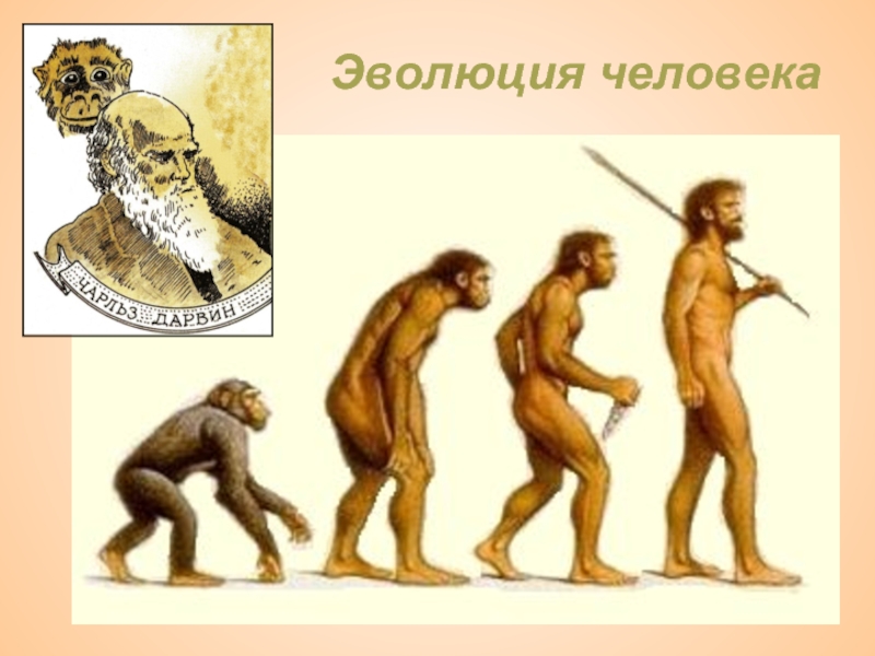 Эволюция первобытного. Эволюция человека. Развитие человека. Эволюция развития человека. Древние люди Эволюция.