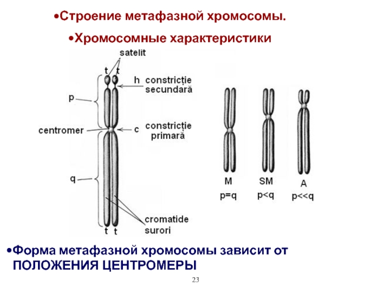 Составляющие хромосомы. Схема строения метафазной хромосомы. Структура метафазной хромосомы. Строение метафазной хромосомы. Строение метафазной хромосомы центромеры.