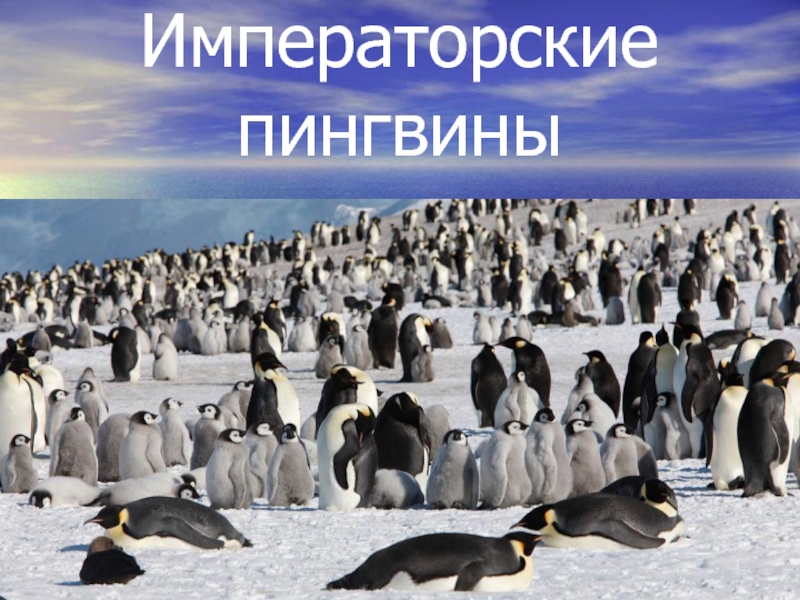 Презентация Императорские пингвины