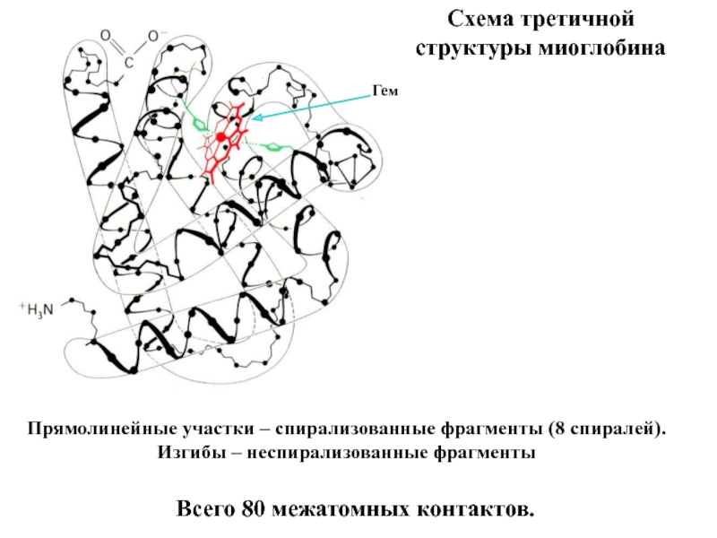 Третичная структура белка схема