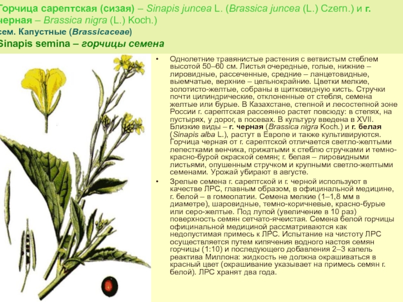 Горчица сарептская описание фото