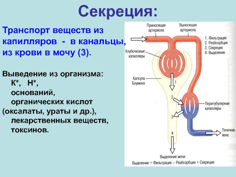 Функционирование нефрона и образование мочи схема