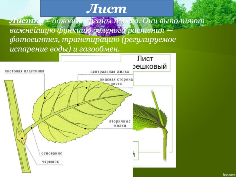 Какие функции выполняют растения. Газообмен листа 6 класс. Функции листа газообмен фотосинтез. Функции листа фотосинтез, газообмен и испарение. Лист Центральная жилка побег.