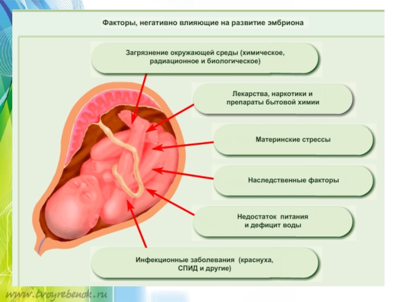 Развитие после рождения биология 8 класс. Факторы влияющие на развитие плода. Факторы влияющие на развитие зародыша. Факторы влияющие на развитие зародыша человека. Факторы негативно влияющие на развитие эмбриона.