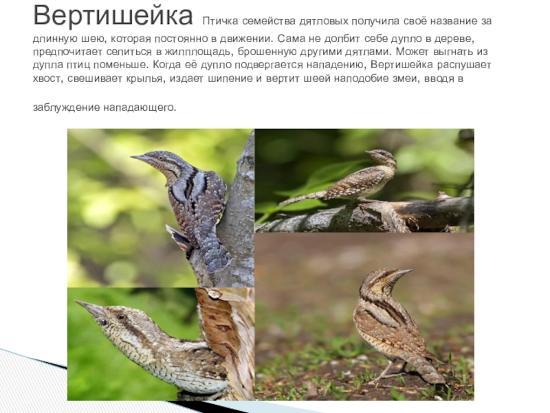 Вертишейка птица фото и описание