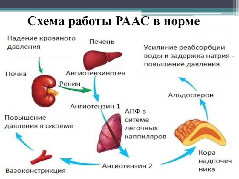 Ренин ангиотензиновая система схема