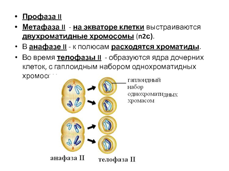 Каким номером на схеме указана клетка с диплоидным набором однохроматидных хромосом