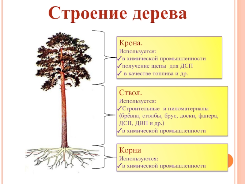 Функция древесины. Состав ствола дерева схема. Сосна строение дерева. Название частей дерева. Из чего состоит леоеао.