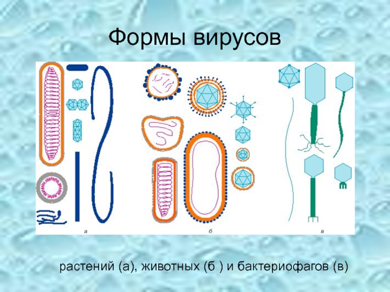 Формы вирусоврастений (a), животных (б ) и бактериофагов (в)