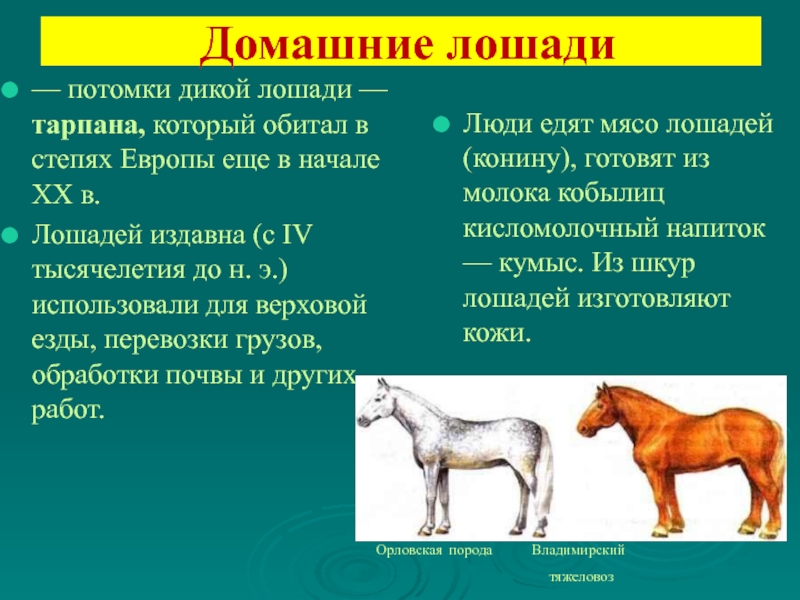 Значение млекопитающих для человека презентация 7 класс