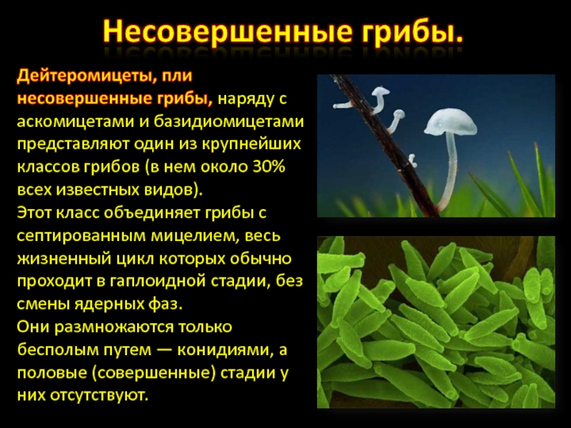 Несовершенные. Дейтеромицеты представители грибы. Отдел дейтеромицеты представители. Группа несовершенные грибы представители. Дейтеромицеты, или несовершенные грибы.