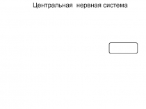 Центральная нервная система