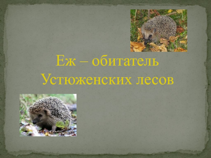 Еж – обитатель Устюженских лесов